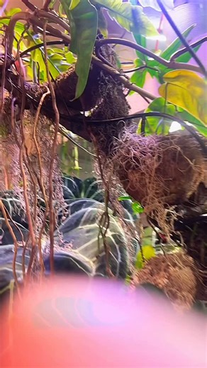 Coconuts as mounting pots? Let’s discuss 😂🌿🌿 Coconuts in my opinion can be on the of cheapest pots for the value you get. Not only are they delicious and healthy for ya but the shell itself can be used for so many things! Bowls, cups, digging materials, jewelry, it’s literally the earliest form of a canteen. These go way back in humanity and has yet gone unchanged. Flourishing even in some cases. I have a weird fascination with coconut palms and palms in general. No clue how I was born in Col