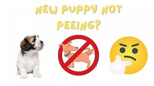 New Puppy Not Peeing? 6 Common Reasons!