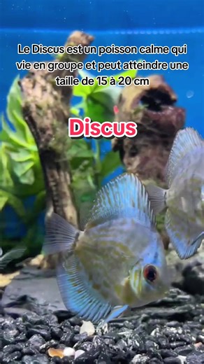 Le poisson discus est un poisson d’eau douce très apprécié des aquariophiles pour ses magnifiques couleurs, sa forme ronde et son caractère paisible. Il est originaire d’Amérique du sud et appartient au genre Symphysodon. Il est est caractérisé par sa forme ronde et aplatie, avec une taille qui peut atteindre jusqu’à 8 po. Les discus peuvent avoir des couleurs variées, telles que le bleu, le rouge, le jaune, le vert et le noir. #discusfish #aquariophilie #symphysodon #aquariumdiscus #centredanim