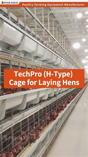 POUL TECH | Modern Automated H-Type Laying Hens Chicken Cage