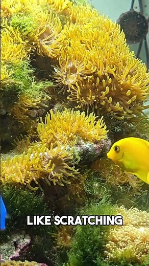 How to take care of your blue tang