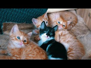 Playful Kittens Being Absolutely Adorable | Cute and Fun Kitten Compilation