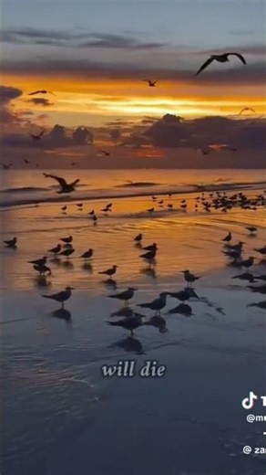 Every soul will… #allah #motivation #islamicprayer #allahswt #islamicgod #reminder #roblox