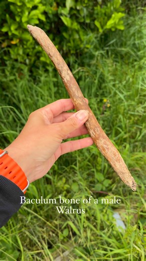 1.4K views · 5 comments | A Baculum bone of a male walrus #baculum #bone #bones #fossils #fossilhunting #prehistoric #ancient #Pleistocene #ukge #wholesale #mylostgems #earthlines #rocktumble #rocktumbler #ukfossils #uk #ukreels #walrus #walruses | UK Fossils | Facebook