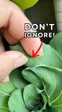 Stop Cabbage Worms Before They Start