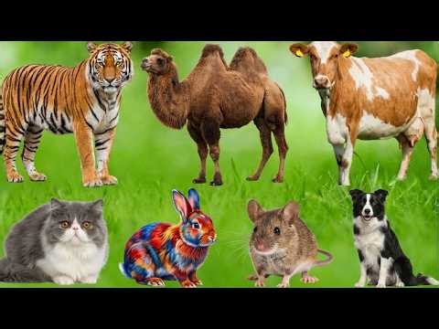 Compilation of cute farm animals: Cow, chicken, fish, dog, cat, rabbit - Animal sounds