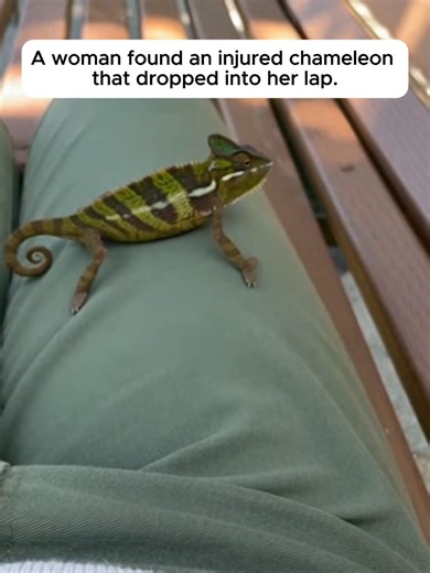 Tiny Injured Chameleon Rescued and Treated