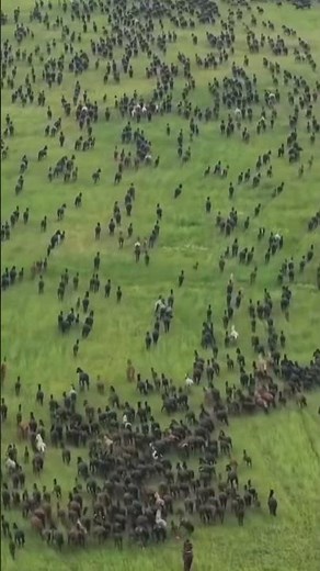 Tausende Wildpferde in freier Wildbahn – Unglaubliche Aufnahmen
