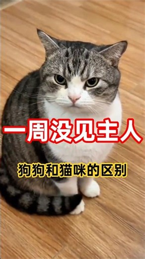 Haven't Seen Their Owner in a Week! What’s the Difference Between Cats and Dogs? #CatBehavior #Do...