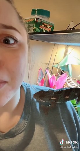 The Mystery of Chameleons Revealed: Sounds, Colors, and More!