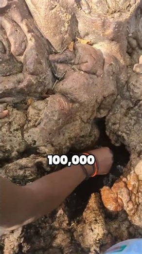 Why This Tree Looks Like a Massive Bottle ??? 🧐