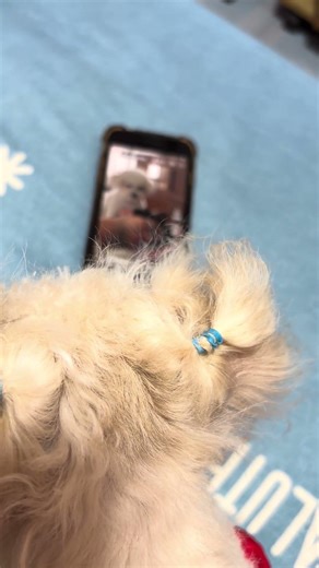 Kathi is watching her younger sibling wake up Dad. #cutedog #doglover #18yearoldtoypoodle