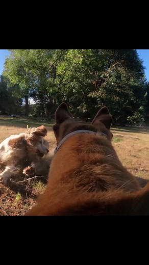Ferreting Adventures: Young Rabbit Caught by Lurcher