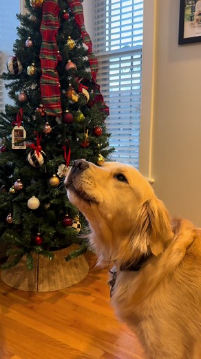 Ariana Grande's Iconic Moments in Wicked Movie