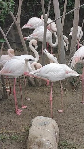 Beautiful Pink Flamingos at the Zoo 🦩🦩🦩 The Natural Cry of Flamingos 🦩🦩 World of nature tv 📸