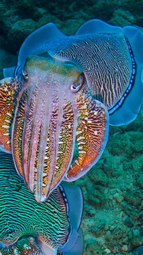 Non Squids can change colors. Cuttlefish