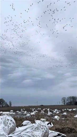 When the Sky Tells the Story | Incredible Goose Hunting on 513 +/- Arkansas Acres
