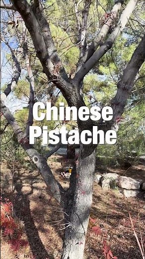 Desert Plant: Chinese Pistache (Pistacia chinensis)