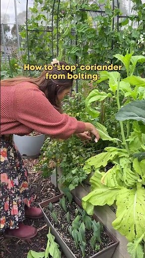 How to stop coriander from bolting!