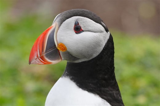 ‘Puffin-cam’ goes live on Farne Islands for seabird breeding spectacle