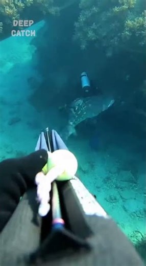 GoPro Spearfishing POV #underwater #deepblue #deepsea #speargun #spearfishing #extremefishing