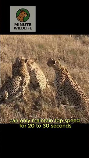 Cheetah Facts in 60 Seconds — Fastest Land Animal Ever!