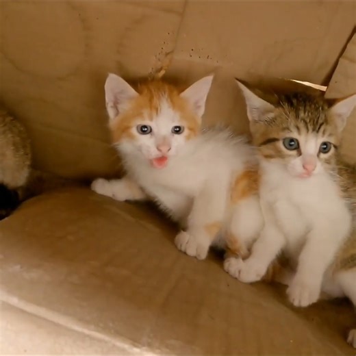 354K views · 10K reactions | The Angry Kittens protect themselves and don't let me get close to them. | Cat House | Facebook