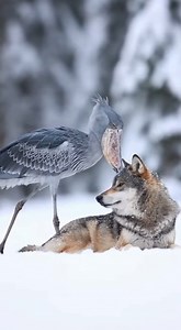This multitasking bird does it all | ZoomFrame