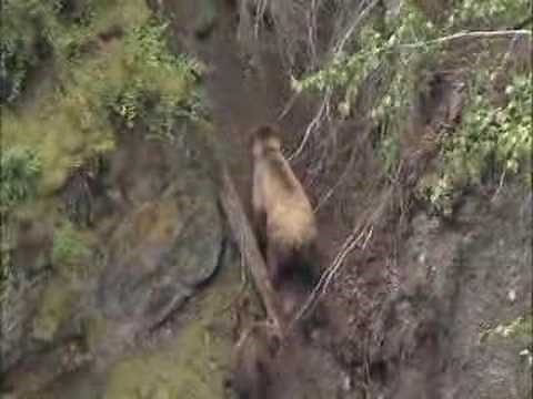 Does a bear shit in the woods?