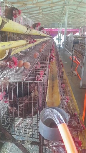 মায়ের ভালোবাসা on TikTok