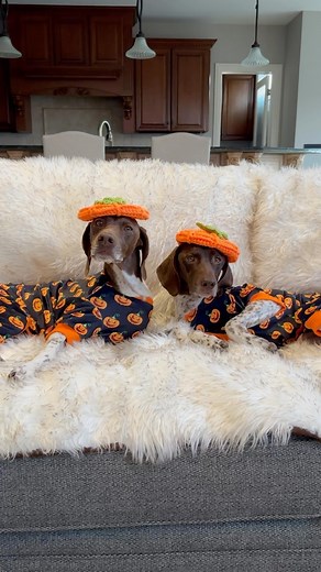 The cutest pupkins in the patch 🎃 You can hold the tricks, but we’ll take all the treats tomorrow 🦴 We’ll be lookin’ so gourd 🙌🏻 Can you guess what we’re going to be tomorrow?! 🐾 We picked a good one 🙃 • • • #pointerpawprints #gspoftheday #dogvideos #dogreels #dogobsessed #instadog #instareels #weratedogs #thisweekoninstagram #dogmom #petlovers #petstagram #trickortreat #dogcostume #spookyseason | Pointerpawprints