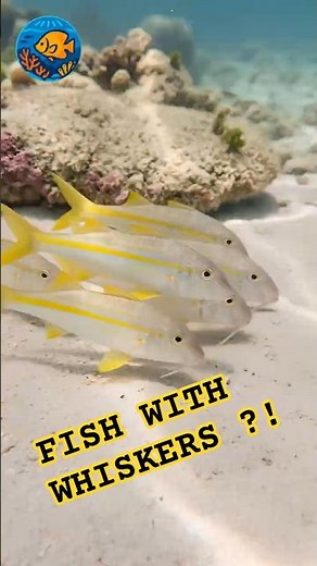 Fish With Whiskers? Goatfish Searching the Sand