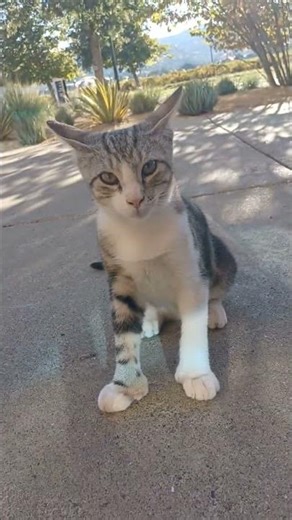 happy lunar new year, deli Hemmingway cat - jackpot flaming 7s cache creek casino