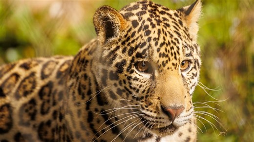 Happy birthday, Banks! No longer a cub, beloved Jacksonville Zoo Jaguar is 1 year old