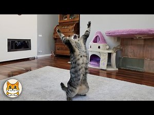 Funny Cat Videos That Will Instantly Boost Your Mood!