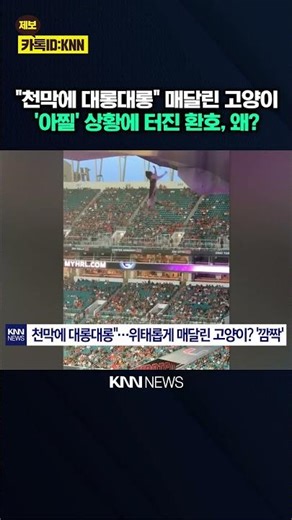 경기는 뒷전, 시선은 하늘로? 관객들의 '고양이 구출 작전' / KNN