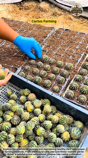 Cactus Farming Tips & Techniques 🌵🌞