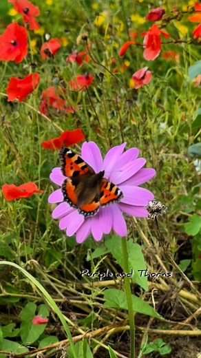 Small tortoiseshell butterfly 🦋 on my African daisy 🌸 then to marigold 🌼 15aug25 #smalltortoiseshell #smalltortoiseshellbutterfly #butterflygarden #butterfly #flowers #africandaisy #marigold | Purple and Thorns