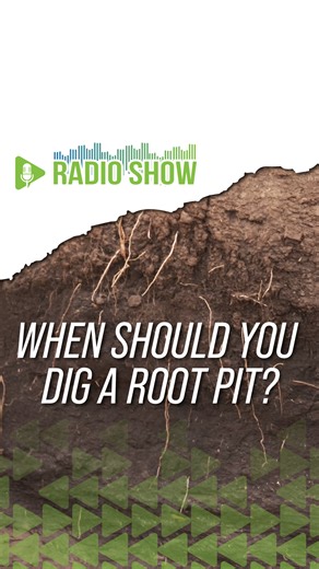 When is the best time to dig a root pit in corn? | Ag PhD
