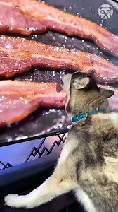 Husky loves bacon more than anything Partner: 2husketeers IG: https://www.instagram.com/2husketeers | Crafty Panda