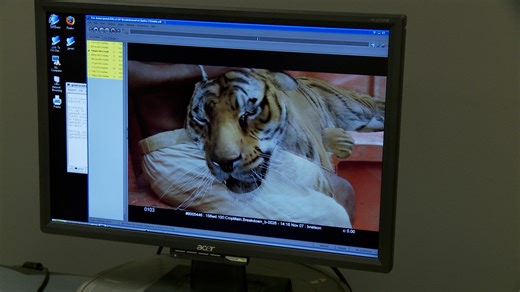 Animating the impossible: The secret life of CGI animals