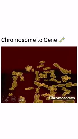 Biology on Instagram: "Chromosome and Gene Genes are sections of DNA that contain the set of instructions to produce one specific molecule. A gene is the basic physical and functional unit of heredity. Chromosomes at human are 46 or 23 pairs.Each chromosome contains a long molecule of DNA, which must fit into the cell nucleus. To do that, the DNA wraps around complexes of histone proteins, giving the chromosome a more compact shape.A histone is a protein that provides structural support for a ch