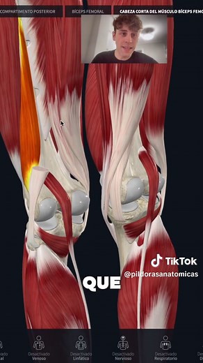 Músculos Isquiotibiales: Anatomía Simple y Efectiva
