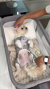 Bath time wasn’t always this peaceful… When we first got Milo, even the word bath would send him hiding. But with gentle routines, positive reinforcement, and lots of treats and patience, bath day became a bonding moment. A reminder that with time and love, anything can change. 🫶 #puppy #maltipoo #bestdog #cutepuppy #dogmom #dogdad | Mr.milobug