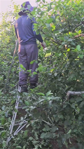 도장지정리 적과만큼 일이 많아요.... #사과밭 #사과 #강아지 #도장지