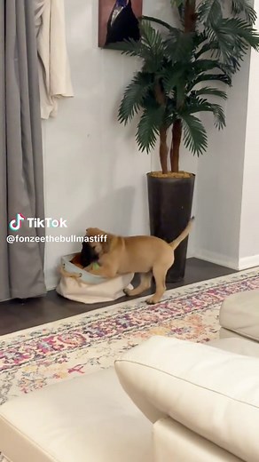 Adorable Bullmastiff Puppy Digging and Jumping