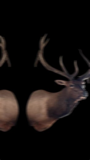 A few biggies finished up #elk #elkhunting #taxidermy