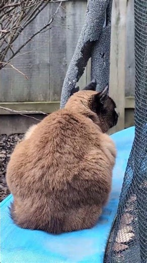 Watching flying squirrels