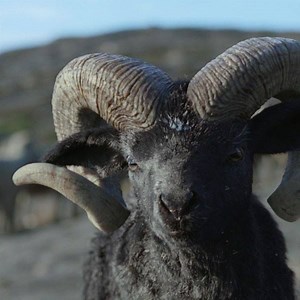 3M views · 983 reactions | Er ist da! Und von Geburt an selbstbewusst. Der TV-Spot für den neuen T-Roc. Überzeugt. Von Anfang an. #vwtroc #volkswagen Mehr erfahren auf https://www.volkswagen.de/app/konfigurator/vw-de/de/der-neue-t-roc/30365?page=trim&tc=soc-xq | Volkswagen | Facebook