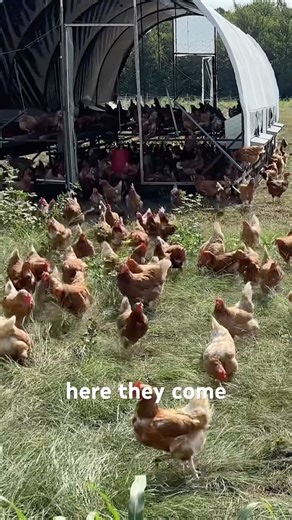 Who doesn’t want to see excited chickens?